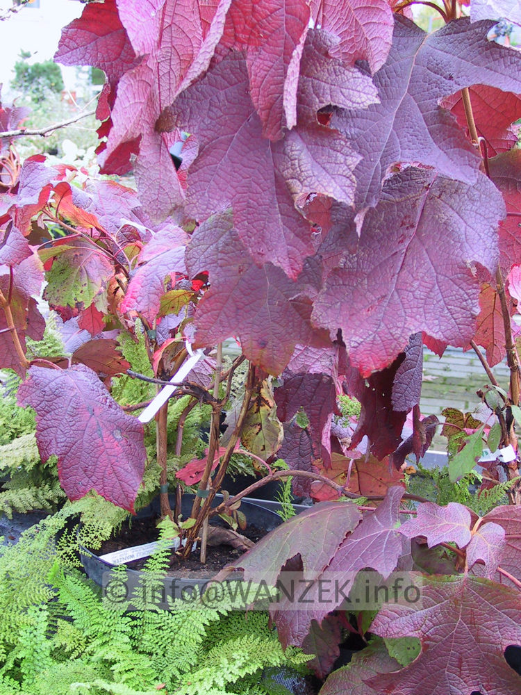 Hydrangea quercifolia 03 Herbstfaerbung.jpg